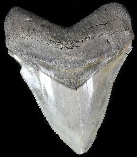 Serrated, Juvenile Megalodon Tooth #56517